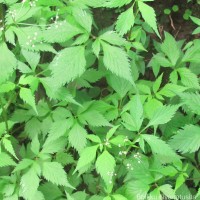 Pimpinella heyneana (DC.) Benth. & Hook.f.